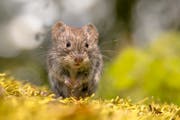 Eine Rötelmaus, sie gehört zur Gattung der Wühlmäuse. (Bild: Getty)