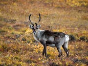 In Norwegen sind 1400 Rentiere erschossen worden, nachdem bei 17 Tieren die sogenannte Zombie-Krankheit festgestellt worden war. (Bild: KEYSTONE/EPA/JIM LO SCALZO)