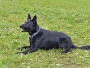 Der Polizeihund Dodge vom Eichertland hat die Einsatzkräfte auf die Fährte eines mutmasslichen Räubers geführt. Dieser wurde festgenommen, eine Stunde nach seinem mutmasslichen Überfall und fünf Kilometer vom Tatort entfernt. (Bild: Handout Luzerner Polizei)