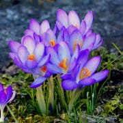 Den Frühblühern wie diesen Krokussen im Botanischen Garten gefällt das anhaltend milde Wetter. (Leserbild: Hans Adelmann - 28. Februar 2019)