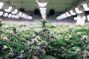 Gras aus der Apotheke? Ein neuer Experimentierartikel im Betäubungsmittelgesetz würde dies – unter strengen Auflagen – erlauben (im Bild eine Indoor-Anlage der Firma Biocan). (Bild: KEYSTONE/Christian Beutler)
