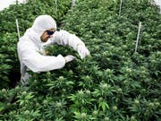 Legaler Hanf-Anbau im Wallis. (Bild: KEYSTONE/ANTHONY ANEX)