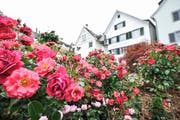 Auch dieses Jahr soll es wieder einen Rosensommer geben. (Bild: Donato Caspari)