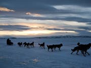 Viele Rennen mit Schlittenhunden mussten in Alaska bereits abgesagt werden, weil das Wetter derzeit viel zu warm ist. (Bild: KEYSTONE/AP Anchorage Daily News/MARC LESTER)