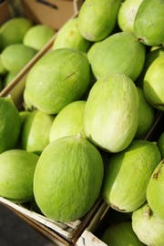 Caroselli, eine antike Kreuzung zwischen Gurke und Melone.