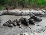 In dieser Schlammgrube in Thailand sassen während Tagen sechs Elefantenbabys fest. Nun wurden sie von Rangers gerettet. (Bild: KEYSTONE/AP Department of Natural Park, Wildlife Plant Conservat)