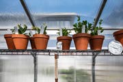 Auch Wiesen- und Gartenpflanzen sind Teil des Klimagartens.