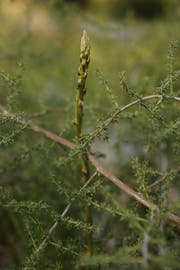 Wilder Spargel