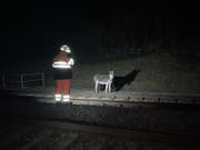 Die Esel befanden sich in der Nähe der Bahngleise. (Bild: Stapo SG)