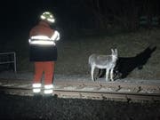 Die beiden verunsicherten Esel nach dem Unfall. Die Schwere der Verletzungen am Kopf der Stute sei für Laien nicht sofort ersichtlich gewesen, sagte Polizeisprecherin Mattarel. (Bild: Stadtpolizei St. Gallen)