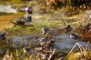 Grasfrösche inmitten von Laichballen in einem Weiher bei Abtwil. (Leserbild: Ingrid Zürcher - 5. März 2019)