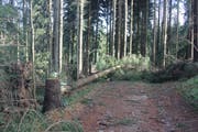 Sturm Burglind knickte Anfang 2018 auch in den Wäldern der Ortsbürgergemeinde St.Gallen Bäume um, die dann Waldwege blockierten. (Bild: Urban Hettich - 5. Januar 2018)