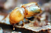 Ein Borkenkäfer. (Bild: Winfried Rothermel/KEY)