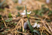 Manche Blüten haben die Form einer Pagode. (Bild: Mareycke Frehner)