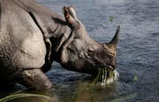 Ein einhörniges indisches Panzernashorn frisst Pflanzen aus einem Fluss in Janakauli beim Chitwan-Nationalpark. (Archivbild: Gemunu Amarasinghe/AP)
