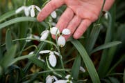 Jede Sorte hat andere Muster auf der Blüte. (Bild: Mareycke Frehner)