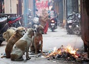 In Gesellschaft wärmt es sich besser. (Bild: Raminder Pal Singh/Keystone (Indien, 10. Februar 2019))