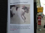 Mit dem Einzug des Frühlings tauchen sie wieder vermehrt auf im Stadtbild, die Suchplakate für vermisste Katzen. An der Bushaltestelle Lachen hängt derzeit ein solches Plakat, das aber nicht typisch ist: Da ist ein Büsi zugelaufen und jetzt wird die Halterin oder der Halter gesucht. (Bild: Reto Voneschen - 7. März 2019)