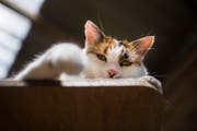 Findelkatzen aus der Region St.Gallen landen oft im Tierheim Sitterhöfli. (Bild: Benjamin Manser - 12. Juli 2018)