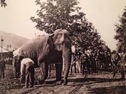 Eine Kuriosität: Der Zirkuselefant am 1. September 1902 auf der Kreuzbleiche. Das Bild stammt vom lokalen Fotografen Otto Rietmann. (Bild: Kantonsbibliothek Vadiana)