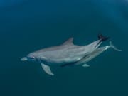 Eine Delfinmutter mit ihrem Kalb. Nach einer Hitzewelle von 2011 brachten Delfine vor Australiens Westküste weniger Junge zur Welt. (Bild: Sonja Wild)