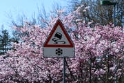 Prächtig blühende Büsche mit einer Strassensignalisation, die diese Woche wieder an Bedeutung gewinnen könnte. (Leserbild: Mattias Dolder - Harzbüchelstrasse, 31. März 2019)