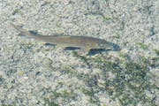 Bei niedrigem Wasserstand im September 2018 suchen Fische bei Eschenz nach Nahrung. (Bild: Donato Caspari)