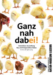 Plakat zur Osterküken-Ausstellung 2019. (Bild: PD)