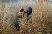 Mit vollem Einsatz putzen diese Jugendlichen das Sachsler Ufer des Sarnersees. (Bilder: Primus Camenzind (9. April 2019))