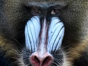 Auffälliger Schmuck wie beim Mandrill kostet viel Energie. Die Männchen dieser Art haben daher kleine Hoden. (Bild: KEYSTONE/EPA/FILIP SINGER)