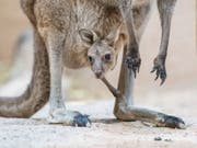 Das Licht der Welt erblickt: Junge Kängurus werden erst neun Monate nach ihrer eigentlichen Geburt als Neugeborene taxiert. (Bild: Zoo Basel)