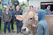 35 Tiere wurden gestern den potenziellen Bietern vorgeführt. (Bild: Fabio Vonarburg (Horben))