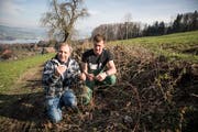 Bio-Landwirt Josef Stöckli und sein Sohn Michi begutachten in ihrer zurückgeschnittenen Hecke in Herlisberg die neuen Triebe der frisch gesetzten Pflanzen. (Bild: Manuela Jans-Koch, Römerswil, 6. April 2019)