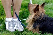 Ob Hunde in Wil auch in Grün- und Parkanlagen an die Leine müssen, entscheidet das Bundesgericht. (Bild: Alessandro della Bella/Keystone)