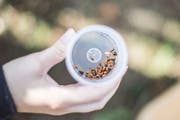 Borkenkäfer sind etwa fünf Millimeter lang und können sich im Jahr bis zu dreimal fortpflanzen. (Bild: Thi My Lien Nguyen)