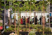 In der Halle 2.0 zeigen die Entsorgungsdienste der Stadt St.Gallen das Gärtnern auf dem Dach. (Bild: Adriana Ortiz Cardozo)