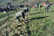 Jäger aus dem Appenzeller Mittelland investieren viele Arbeitsstunden, um Hecken zu pflanzen. (Bild: Karin Erni)