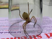 Die in Chur entdeckte Krabbenspinne löste einen Polizeieinsatz aus. (Bild: Stapo Chur)