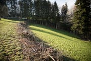 Die Hecke in Herlisberg, bei welcher die Haseln bis auf den Stock zurückgeschnitten wurden. (Bild: Manuela Jans-Koch, 6. April 2019)