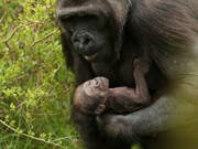 Dieses Gorilla-Baby ist Anfang April in einem Zoo in Dublin zur Welt gekommen. (Bild: KEYSTONE/AP PA/BRIAN LAWLESS)