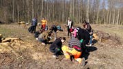 Auf einem Feld im Wald pflanzten die Jugendlichen junge Eichen. (Bild: PD)