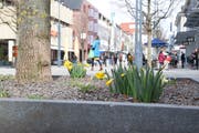 Die ausgewählten Baumrabatte in der Oberen Bahnhofstrasse blühen zurzeit richtig auf. Bild: Nicola Ryser