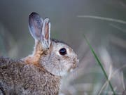 Viele Kinder wünschen sich zum Osterfest einen «echten Osterhasen». Kaninchen seien aber keine Ostergeschenke, schreibt die Tierschutzorganisation Peta Schweiz. (Bild: Keystone/DPA/LINO MIRGELER)