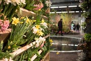 An der Gartenschau der Offa 2019 ist der Ostschweizer Floristenverband mit der Sonderschau Frühlingsblumen-Werkstatt vertreten. (Bilder: Adriana Ortiz Cardozo)