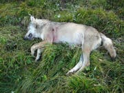 Ein abgeschossener Walliser Wolf im August 2010 - am Dienstag wurde im Wallis ein Wolf mit Schusswunde tot aufgefunden. (Bild: Keystone/STAATSKANZLEI WALLIS/ANONYMOUS)