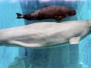 Umzug wegen schlechten Wetters verschoben: Zwei Beluga-Wale werden nun erst später von China nach Island verfrachtet. (Bild: KEYSTONE/EPA EFE/KAI FOERSTERLING)