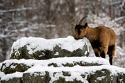 Die Alp des Bauern ist im Winter nur durch den Schneetöff zu erreichen - vor einer solchen Fahrt wollte er seine Gitzi bewahren. (Symbolbild: Jean-Christophe Bott/Keystone)