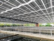 Die Module sind über den Becken aufgespannt. (Bild: dhp technology AG)
