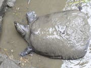 Das letzte bekannte Weibchen der Jangtse-Riesenweichschildkröte - hier bei einem Besamungsversuch 2015 - ist nach einem weiteren Befruchtungsversuch gestorben. Jetzt gibt es nur noch drei Exemplare dieser Gattung, eins davon ein Männchen in einem Zoo, die anderen beiden in freier Wildbahn, ihr Geschlecht ist nicht bekannt. (Bild: Keystone/EPA FEATURECHINA/FEATURECHINA)
