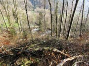 In diesem Waldstück oberhalb Glarus ereignete sich der tödliche Arbeitsunfall. (Bild: Kapo GL)